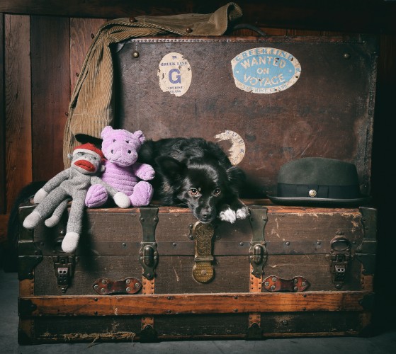 Tikka Vandoggo Vancouver Dog vintage suitcases