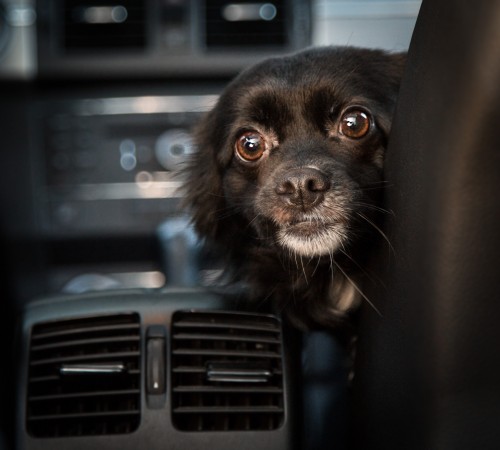 Tikka Vandoggo Vancouver Dog car ride