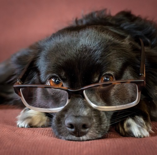 344A5001-Tikka Vandoggo