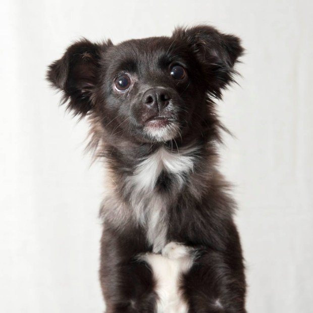 Tikka close up adoption picture