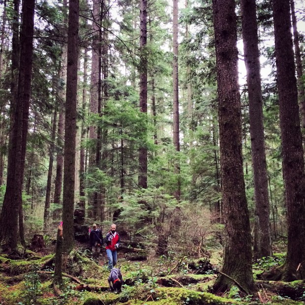 Dog Tracking in Lynn Valley, Vancouver.