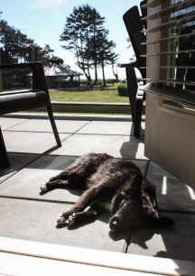 VanDoggo-Balcony-Nap-Pacific-Sands