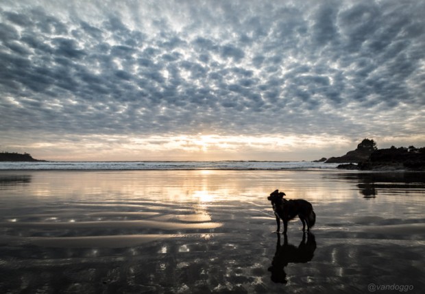 Cox Bay February Sunset with Tikka