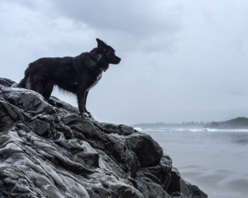 Tikka looking at Sunset Point at Cox Bay Tofino