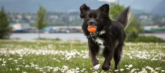 Running Dog in Vancouver dog park