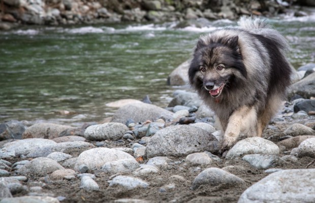 Vandoggo-Dog-Tikka--2