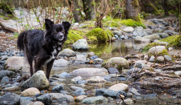 Vandoggo-Dog-Tikka--3