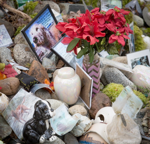 Vandoggo-Dog-Tikka-5626