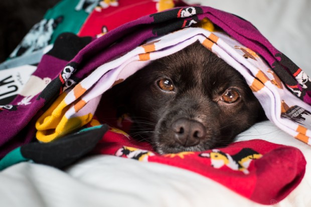 VanDoggo-Vancouver-Sock-5314