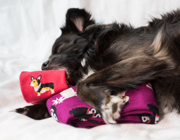 VanDoggo-Vancouver-Sock-