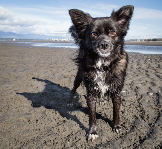 VanDoggo Vancouver Dog Tikka Spanish Banks 02-