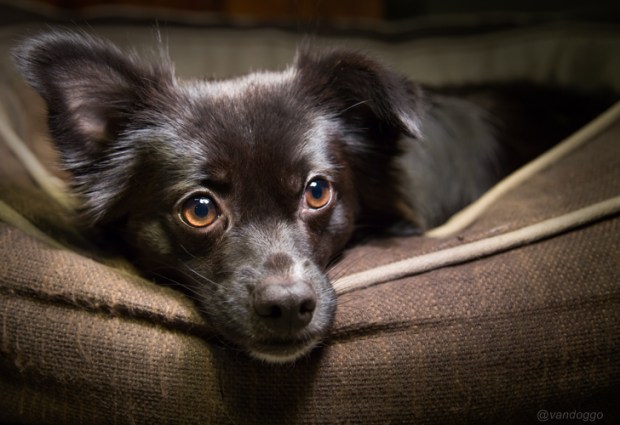 VanDoggo Vancouver Dog Tikka Studio 01-