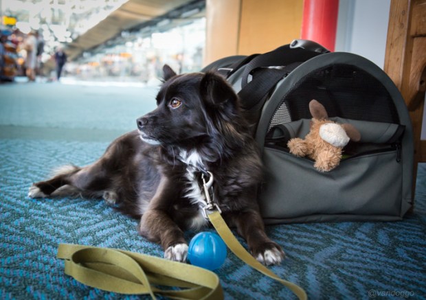 Tikka in Las Vegas Vandoggo