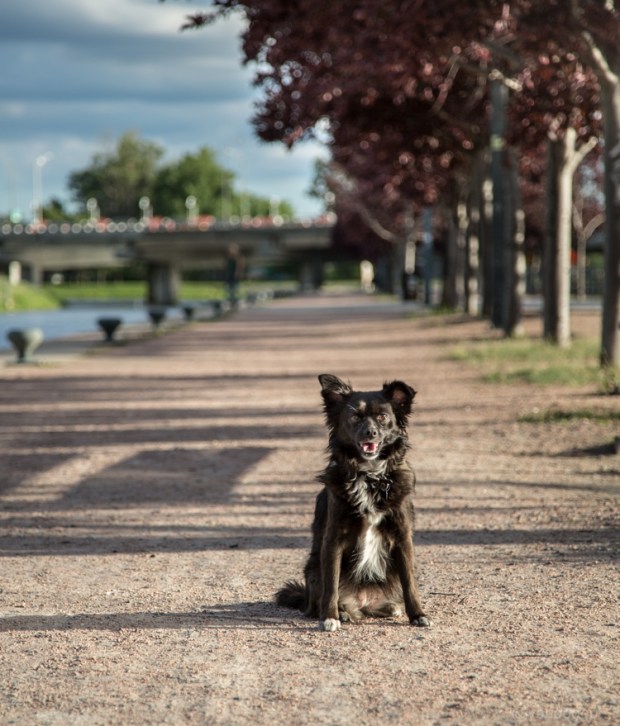 VanDoggo Tikka Montreal Travel