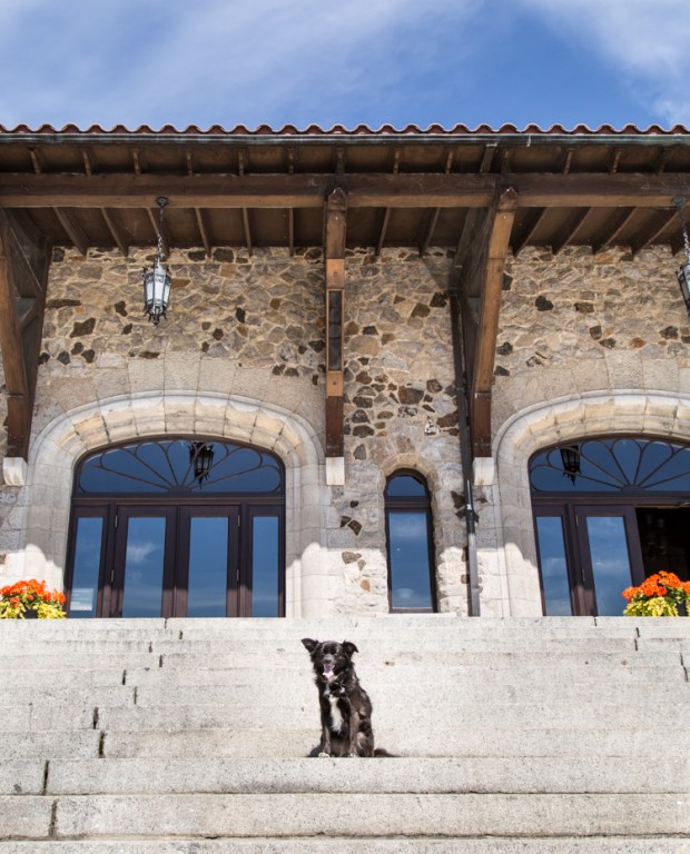 VanDoggo Tikka Montreal Travel