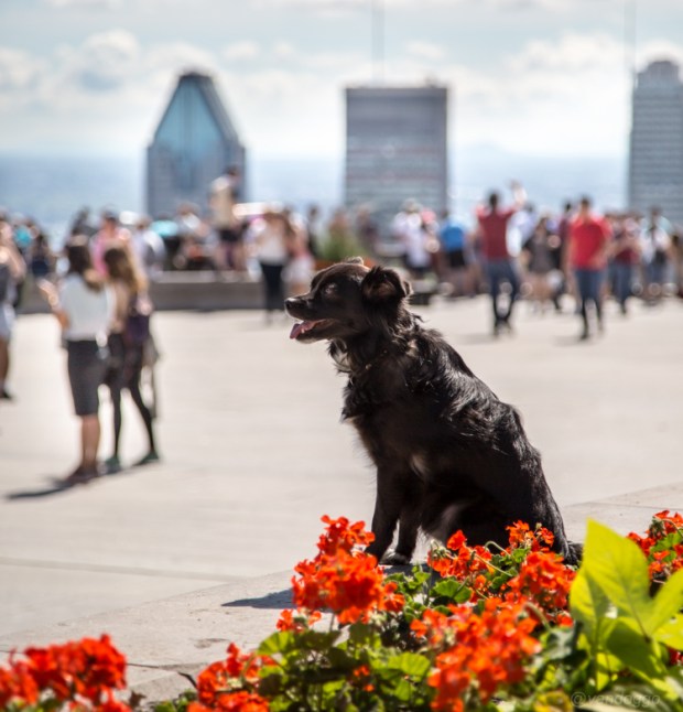 VanDoggo Tikka Montreal Travel