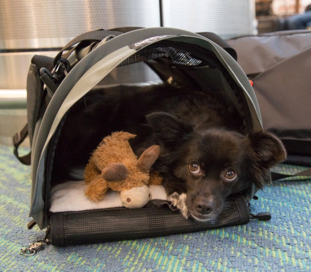 tikka-europe-plane-1