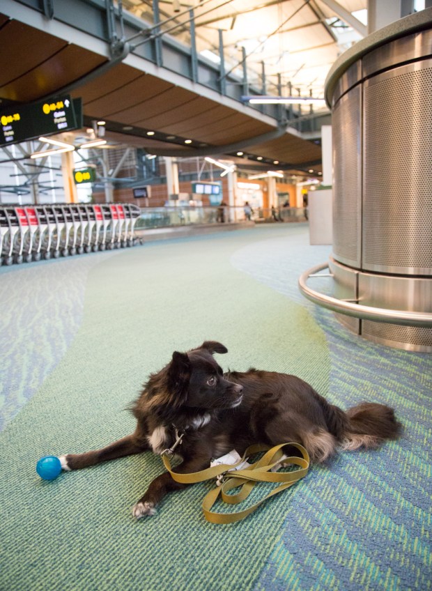 tikka-europe-plane-2