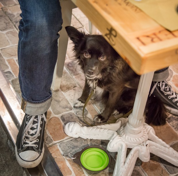 Tikka Vandoggo Dog Florence -13.jpg