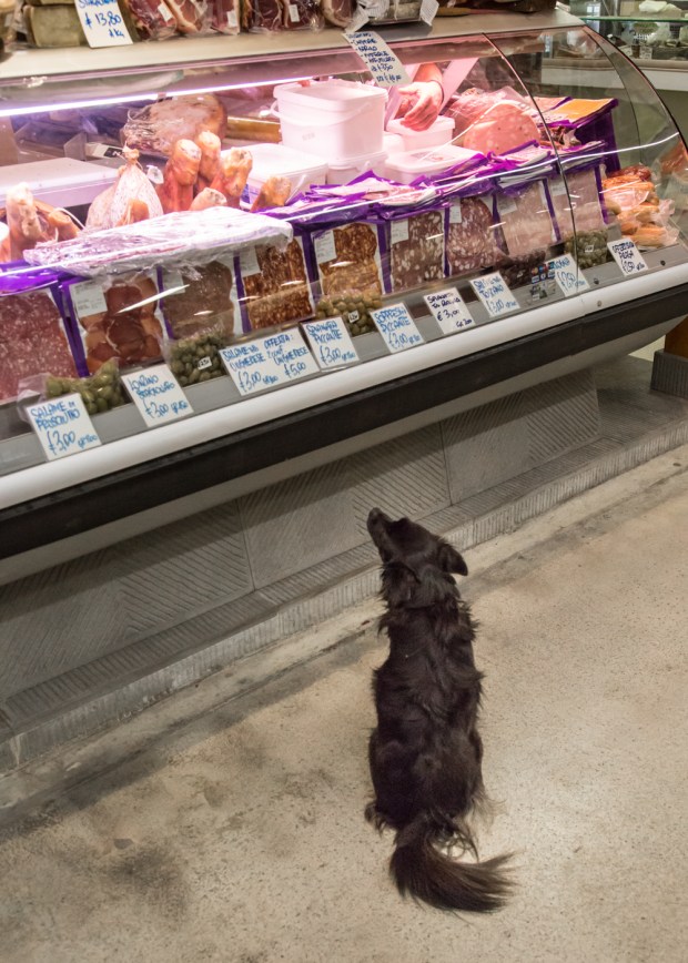 Tikka Vandoggo Dog Florence -14.jpg