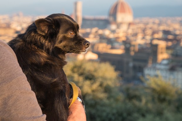 Tikka Vandoggo Dog Florence -6.jpg