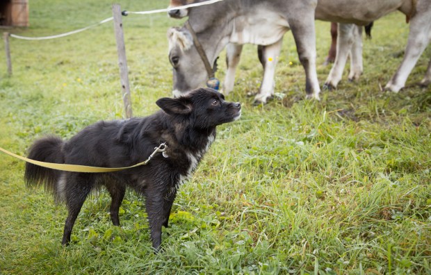 Dog travel in Europe