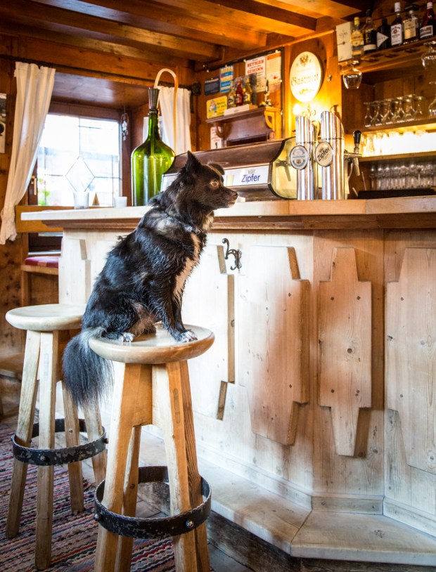 Dog travel in Europe