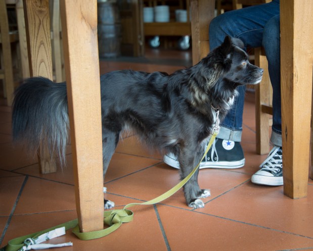 tikka-vandoggo-dog-travel-tuscany-passeggere-1