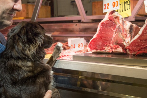 vandoggo in Florence01-1.JPG