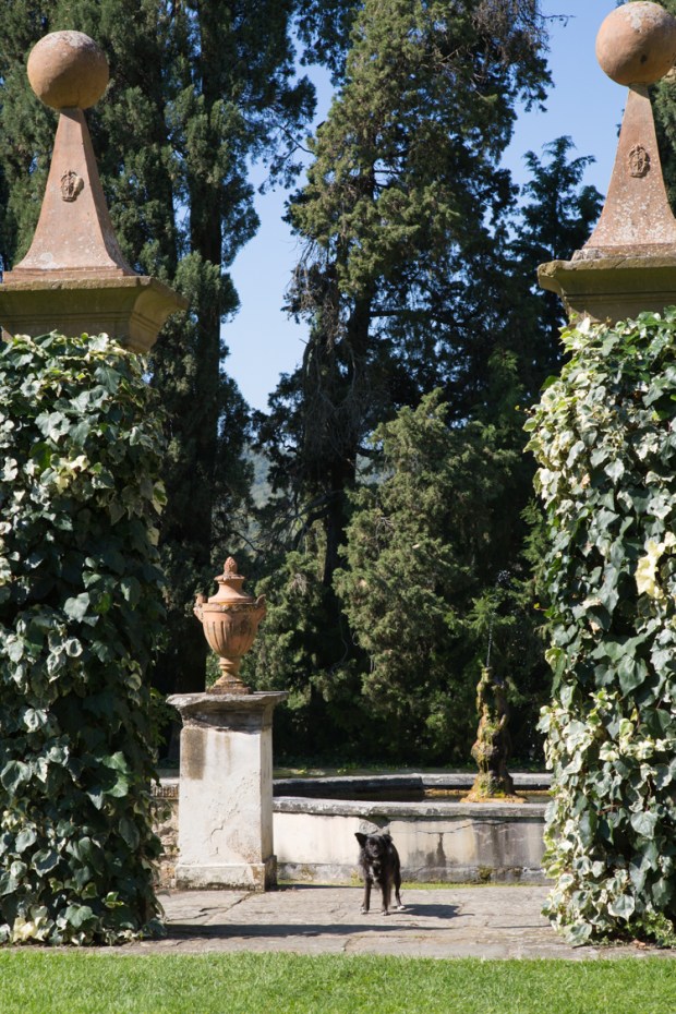 VanDoggo Tikka Chianti-3.JPG