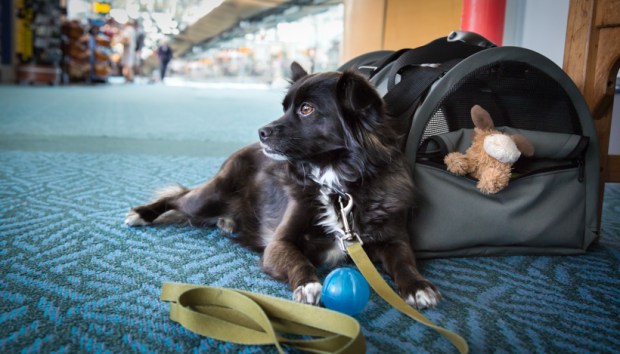 Tikka in Las Vegas Vandoggo