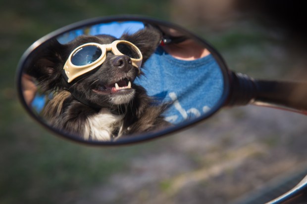 VanDoggo Tikka Dog Vespa-5.JPG