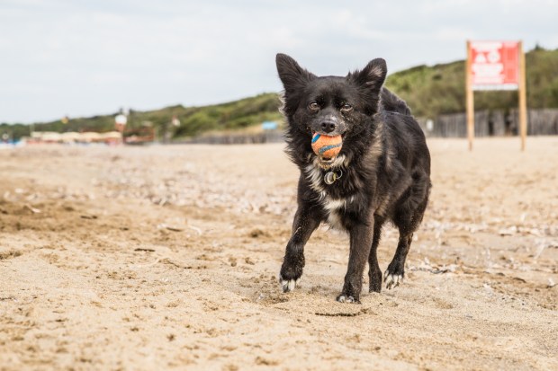VanDoggo Tikka Italy Dog Beach-10.JPG