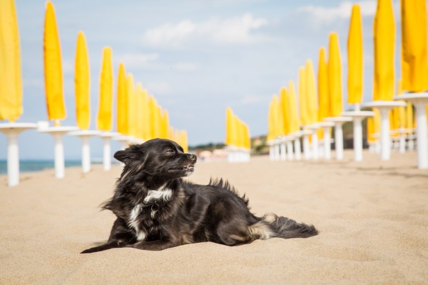 VanDoggo Tikka Italy Dog Beach-8.JPG