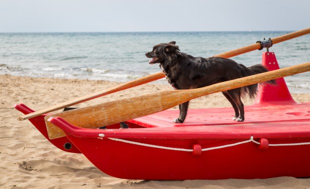 VanDoggo Tikka Italy Dog Beach-9.JPG