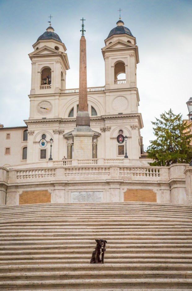 Tikka Vandoggo Dog Travel Rome 1-7.JPG