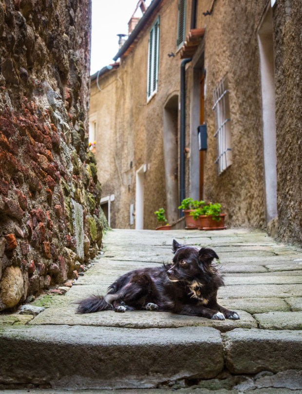 VanDoggo Tikka Dog Chiusdino-1.JPG