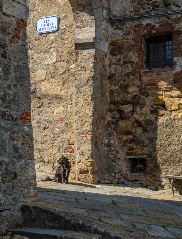 VanDoggo Tikka Dog Chiusdino-3.JPG