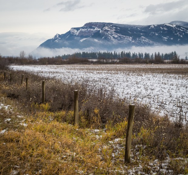 VanDoggo Tikka Dog Salmon Arm Sweater-2.JPG