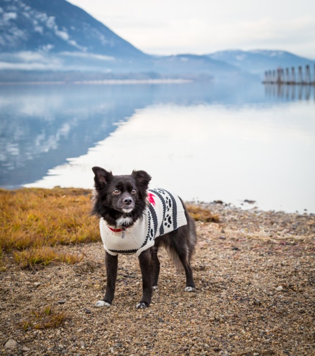 VanDoggo Tikka Dog Salmon Arm Sweater-5.JPG