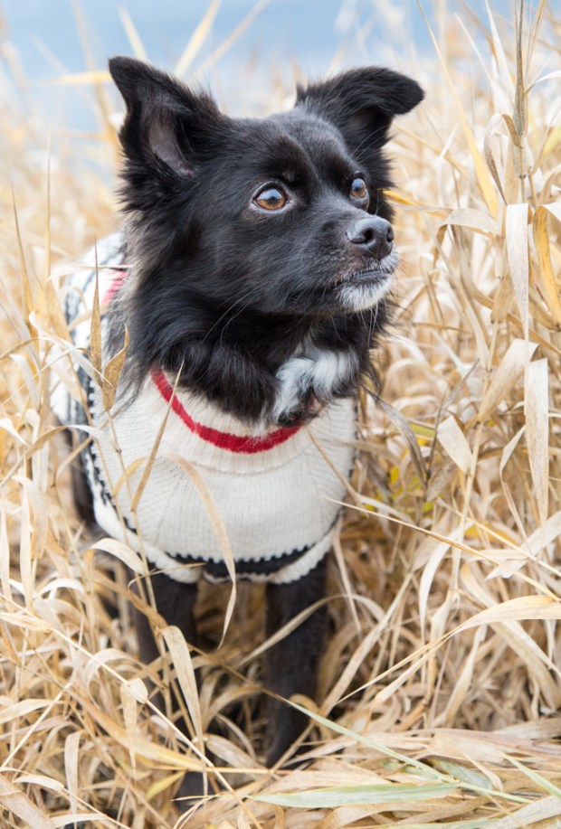 VanDoggo Tikka Dog Salmon Arm Sweater-7.JPG