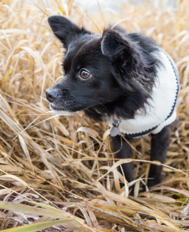 VanDoggo Tikka Dog Salmon Arm Sweater-9.JPG