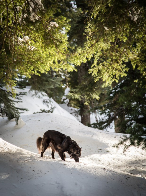 vandoggo-dog-tikka-snow1