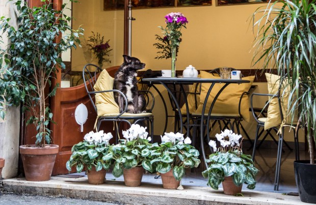 vandoggo-dog-travel-rome-feature