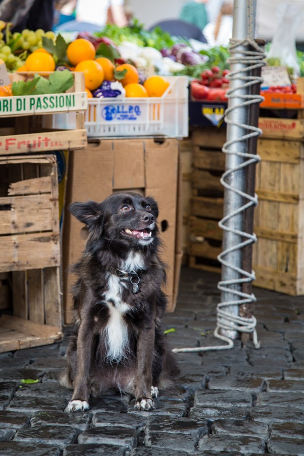 vandoggo-dog-travel-rome2-5