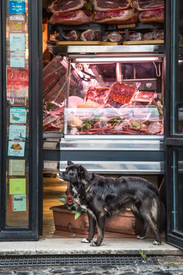 vandoggo-dog-travel-rome2-6