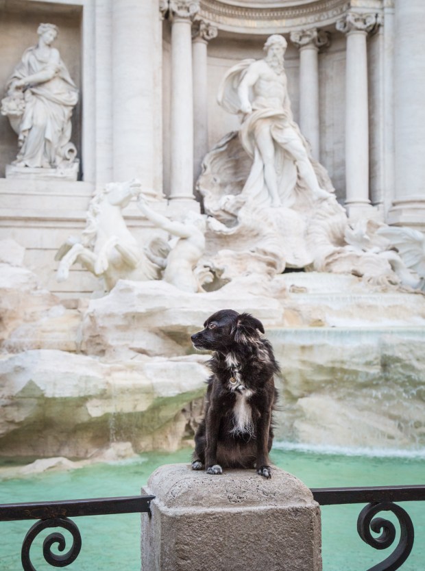 VanDoggo Tikka Dog Italy Rome Trevi.JPG