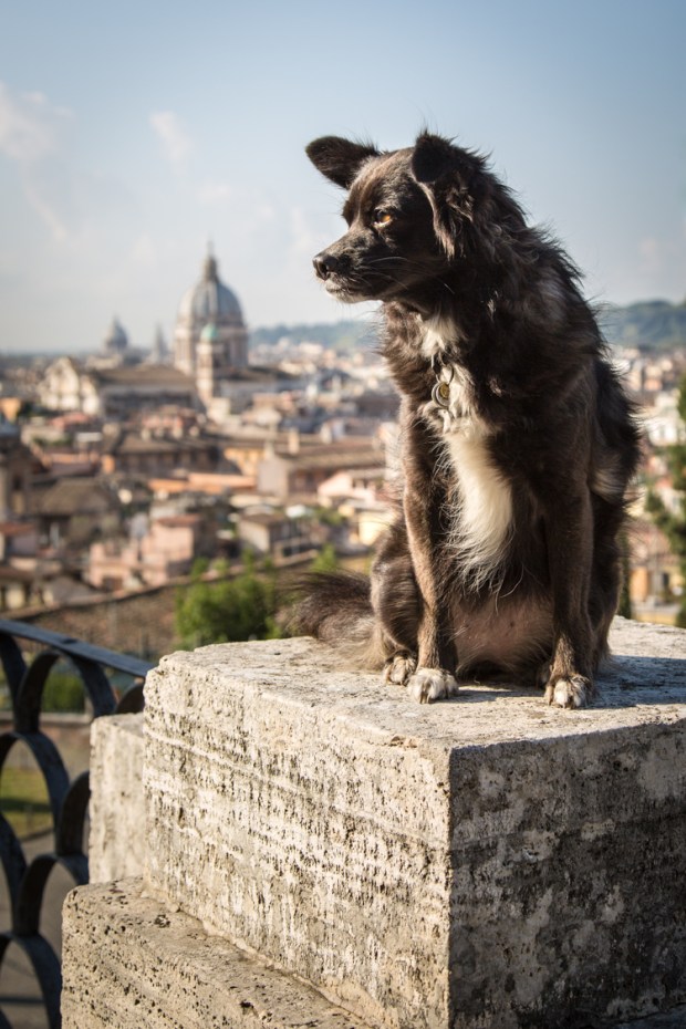 vanDoggo Tikka Dog Travel Rome 3-4.JPG