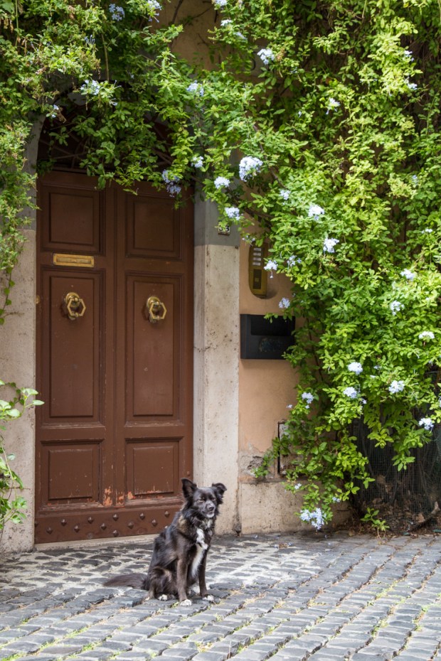 vanDoggo Tikka Dog Travel Rome 3-5.JPG