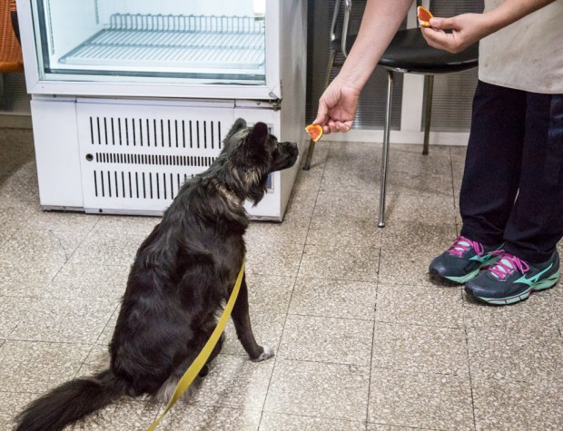 vanDoggo Tikka Dog Travel Rome 3-7.JPG